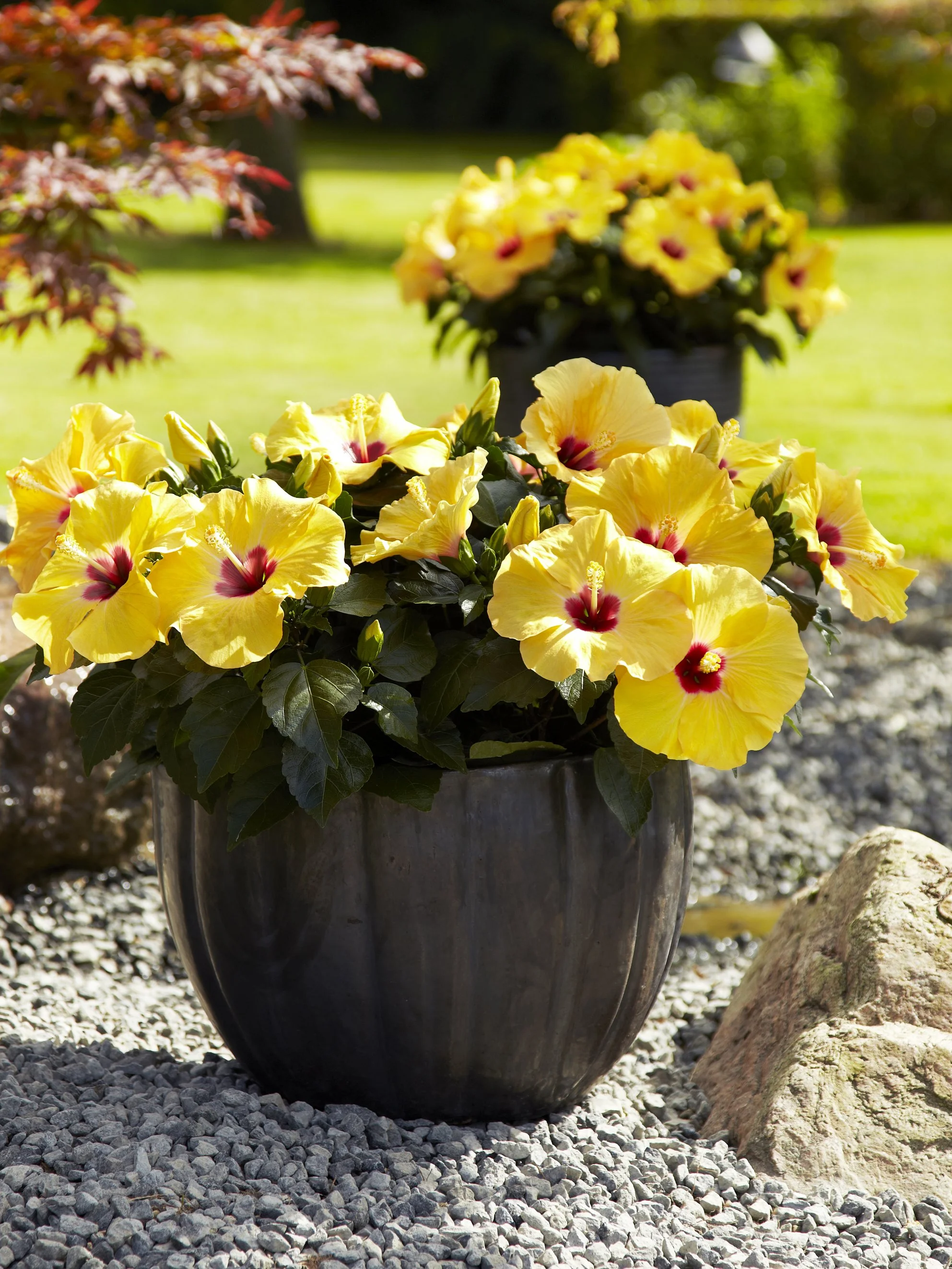 HibisQs® Care — Graff-Breeding A/S